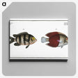 2-92_Ichtyologie-ou-Histoire-naturelle_canvas