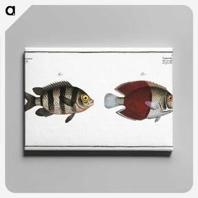 2-92_Ichtyologie-ou-Histoire-naturelle_canvas