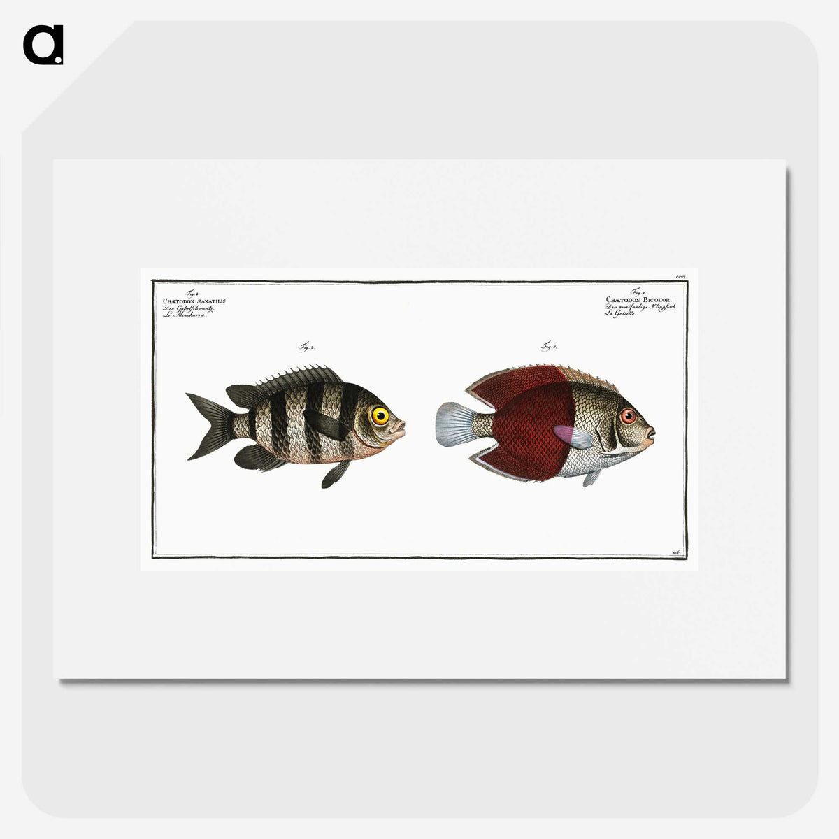 2-92_Ichtyologie-ou-Histoire-naturelle_picture