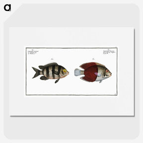 2-92_Ichtyologie-ou-Histoire-naturelle_picture