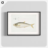 2-92_Indian-Zoology_blk