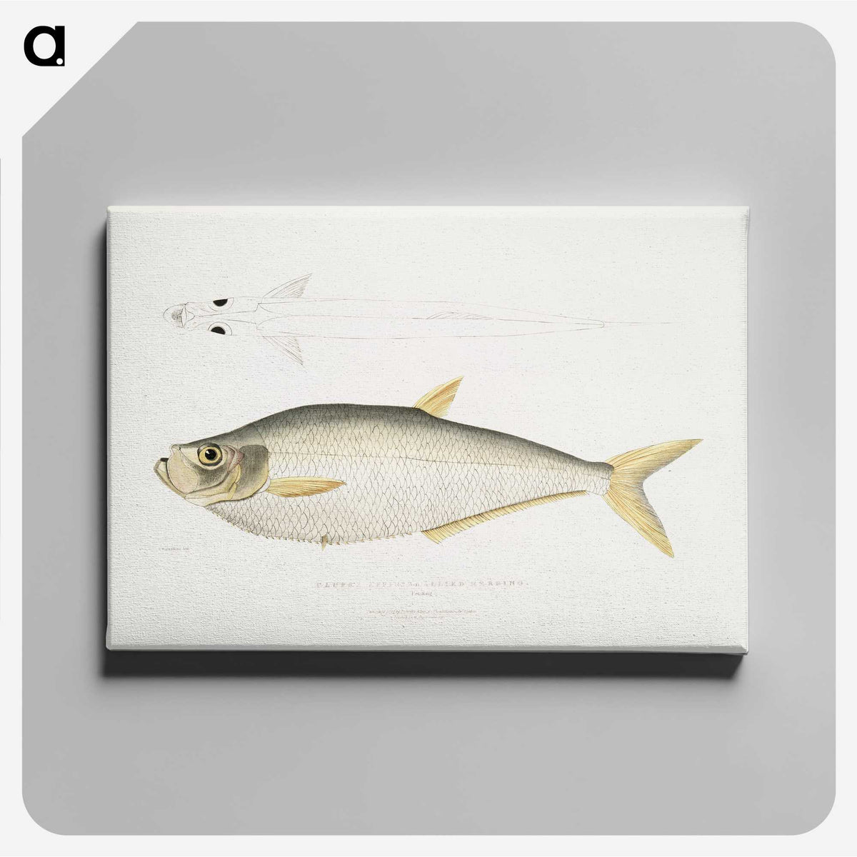 2-92_Indian-Zoology_canvas