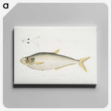 2-92_Indian-Zoology_canvas