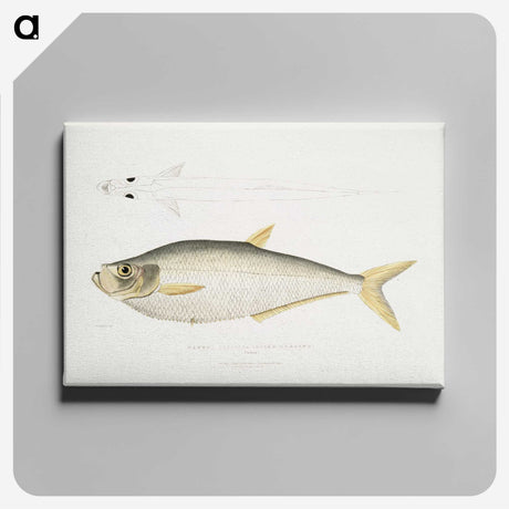 2-92_Indian-Zoology_canvas