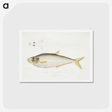 2-92_Indian-Zoology_hagaki