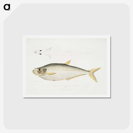 2-92_Indian-Zoology_hagaki
