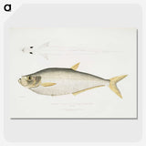 2-92_Indian-Zoology_picture-crop