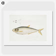 2-92_Indian-Zoology_picture
