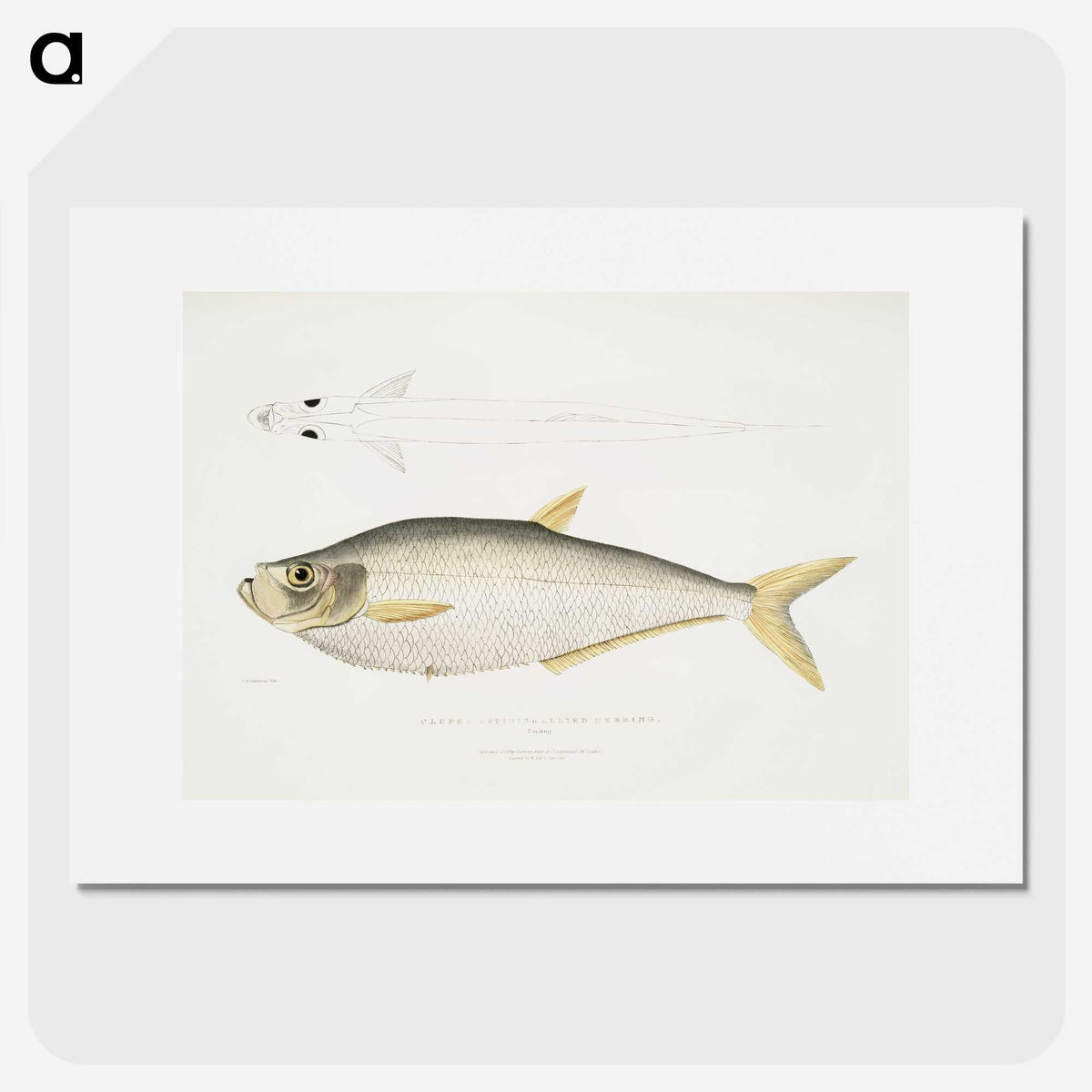 2-92_Indian-Zoology_picture