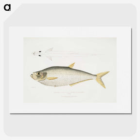 2-92_Indian-Zoology_picture