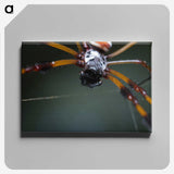 2-92_Insects-Unlocked-Project_canvas