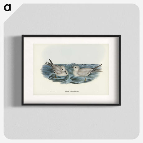 2-92_John-Gould_blk
