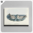 2-92_John-Gould_canvas