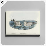 2-92_John-Gould_canvas