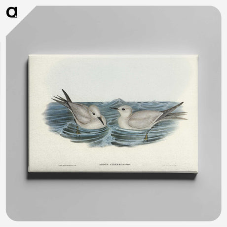 2-92_John-Gould_canvas