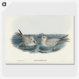 2-92_John-Gould_picture-crop