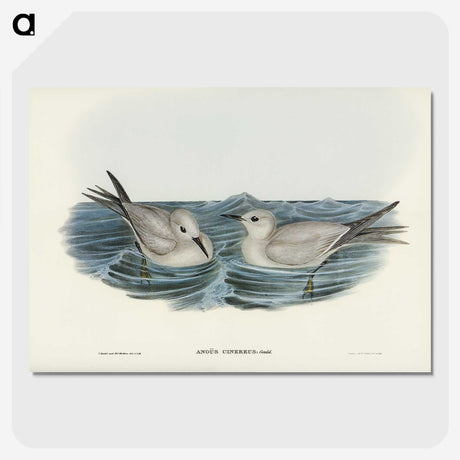 2-92_John-Gould_picture-crop