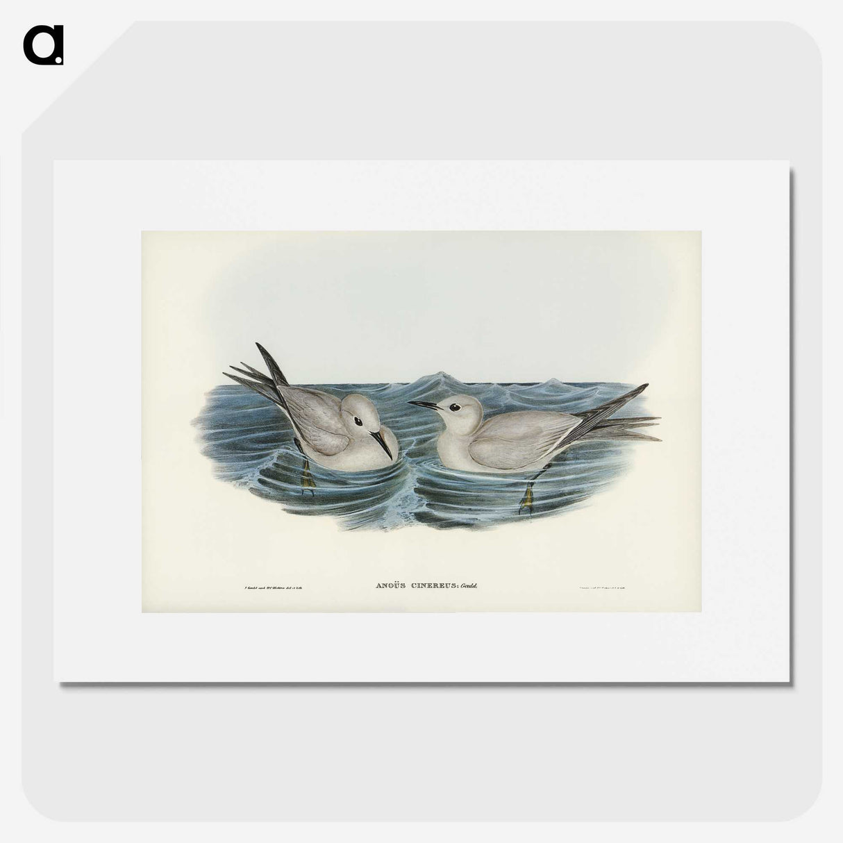 2-92_John-Gould_picture