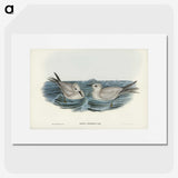 2-92_John-Gould_picture