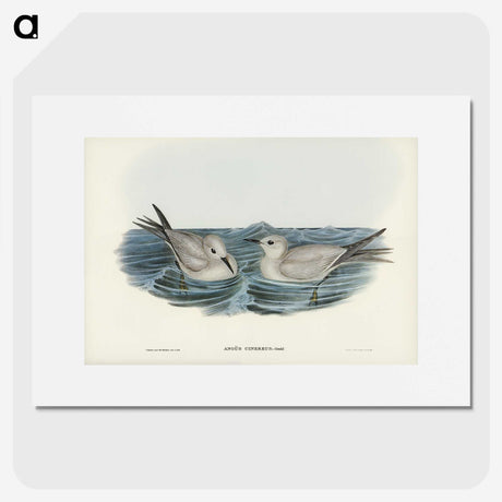2-92_John-Gould_picture