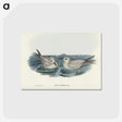 2-92_John-Gould_postcard