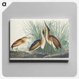 2-92_John-James-Audubon_canvas