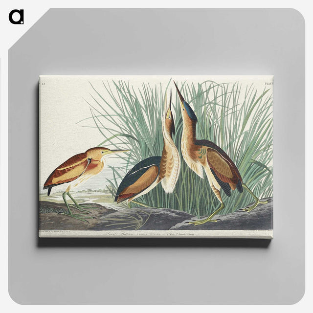 2-92_John-James-Audubon_canvas