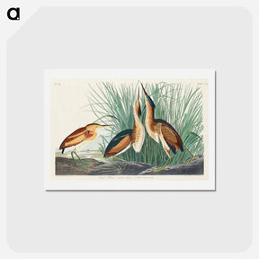 アートポストカード-Least Bittern
 - ジョン ジェームス オーデュボン Postcard.