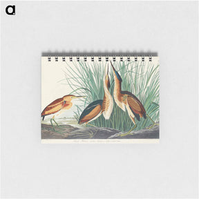 アートメモ帳-Least Bittern
 - ジョン ジェームス オーデュボン Memo.