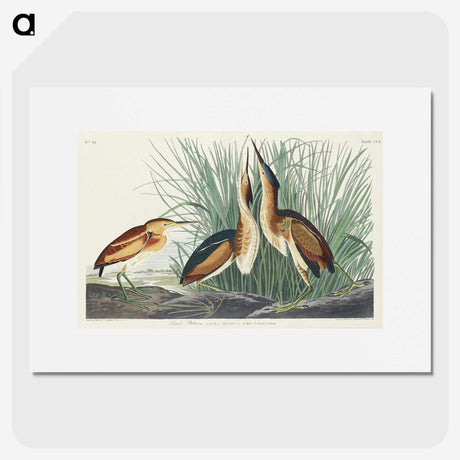 2-92_John-James-Audubon_picture