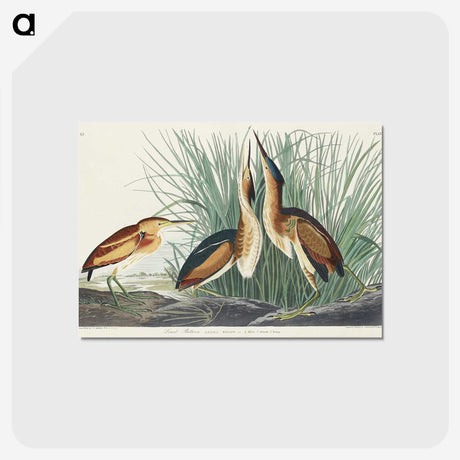 2-92_John-James-Audubon_postcard