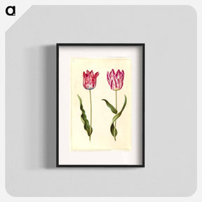 アートポスター-Tulipa gesneriana
 - マリア ジビーラ メーリアン Poster.