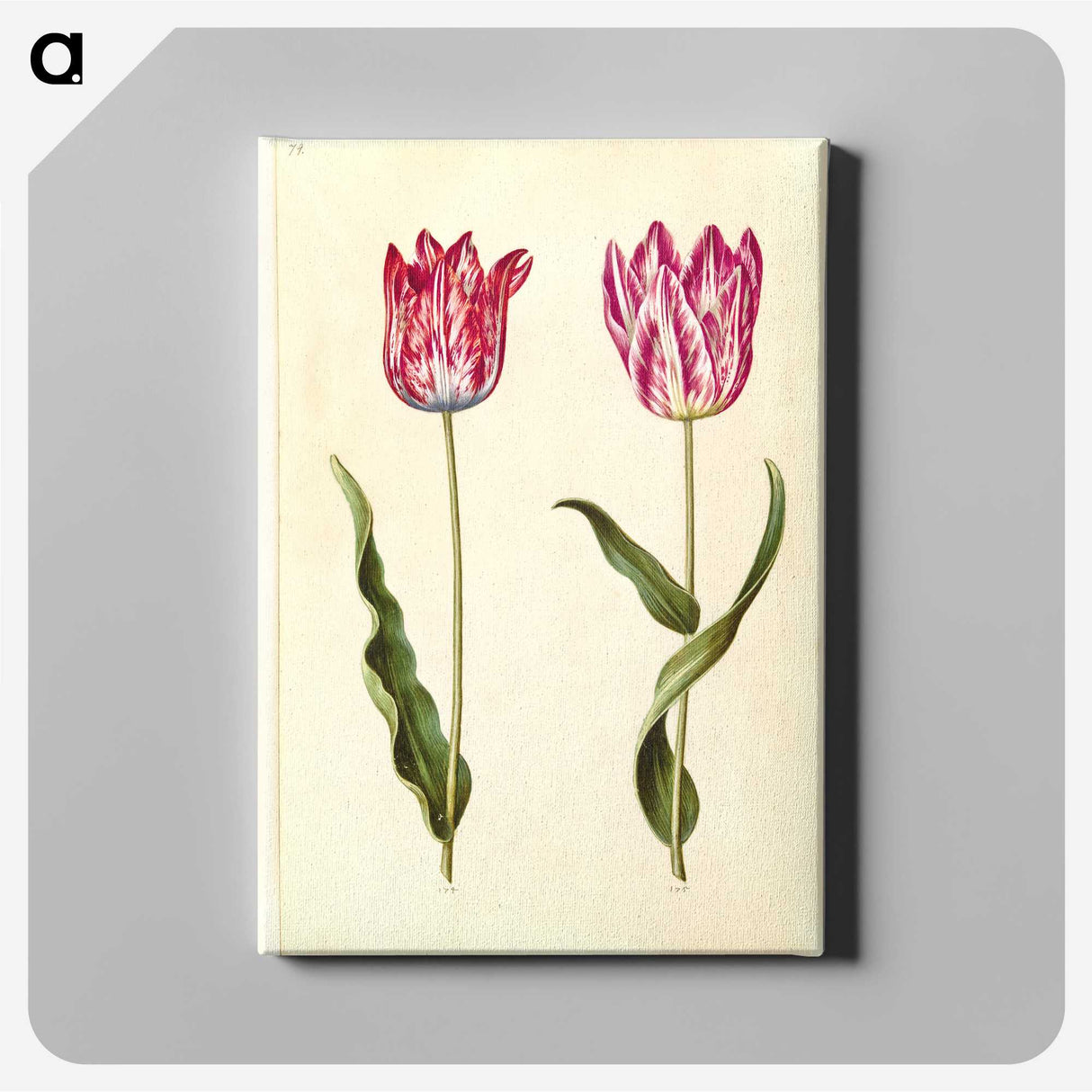2-92_Maria-Sibylla-Merian_canvas