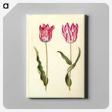 2-92_Maria-Sibylla-Merian_canvas