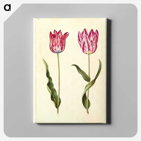 2-92_Maria-Sibylla-Merian_canvas