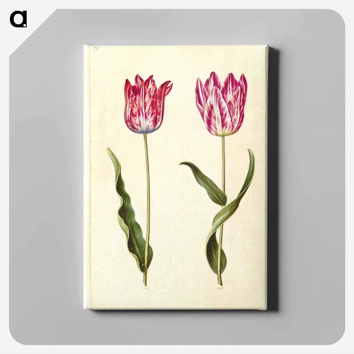 アートパネル-Tulipa gesneriana
 - マリア ジビーラ メーリアン Canvas.