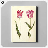 アートパネル-Tulipa gesneriana
 - マリア ジビーラ メーリアン Canvas.