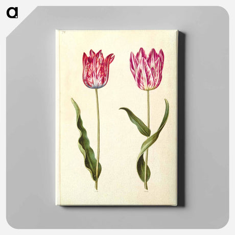 アートパネル-Tulipa gesneriana
 - マリア ジビーラ メーリアン Canvas.