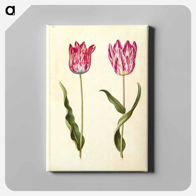 アートパネル-Tulipa gesneriana
 - マリア ジビーラ メーリアン Canvas.