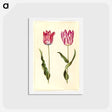 アートポストカード-Tulipa gesneriana
 - マリア ジビーラ メーリアン Postcard.