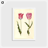 アートポストカード-Tulipa gesneriana
 - マリア ジビーラ メーリアン Postcard.