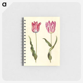 2-92_Maria-Sibylla-Merian_memo