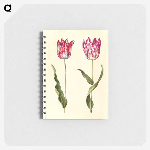 2-92_Maria-Sibylla-Merian_memo