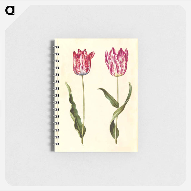 アートメモ帳-Tulipa gesneriana
 - マリア ジビーラ メーリアン Memo.