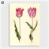 2-92_Maria-Sibylla-Merian_picture-crop