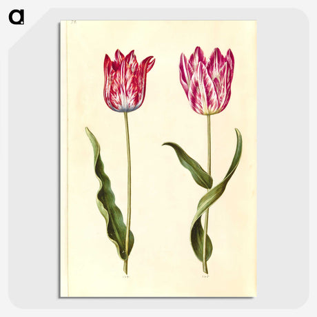 2-92_Maria-Sibylla-Merian_picture-crop