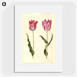 2-92_Maria-Sibylla-Merian_picture