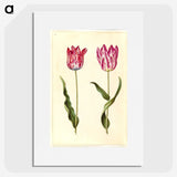 2-92_Maria-Sibylla-Merian_picture