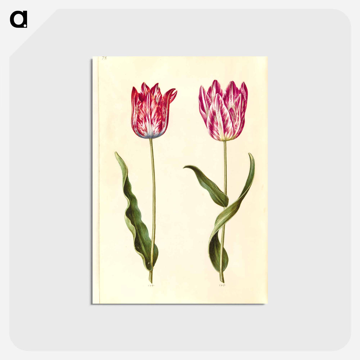 アートポストカード-Tulipa gesneriana
 - マリア ジビーラ メーリアン Postcard.