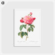 アートポストカード-Gallic Rose - ピエール ジョゼフ ルドゥーテ Postcard.